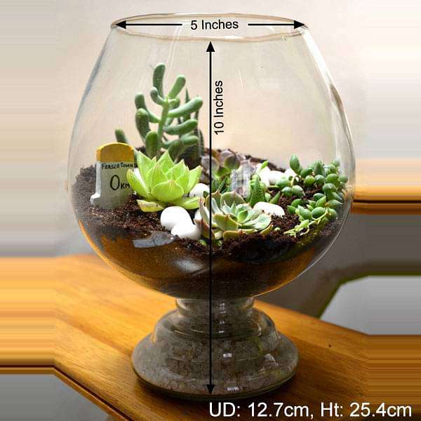 Enchanting wine goblet terrarium (10in Ht) - Image 3