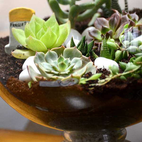 Enchanting wine goblet terrarium (10in Ht) - Image 4