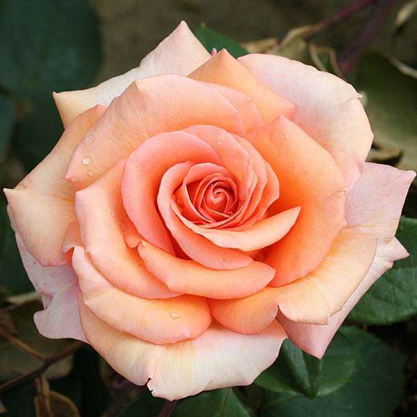 English Rose (Any Color) - Plant - Image 2
