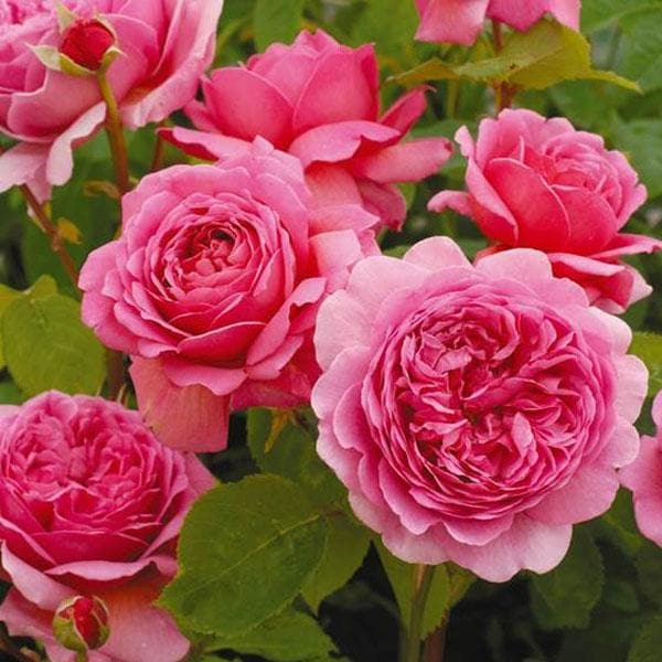English Rose (Pink) - Plant - Image 2