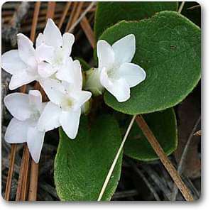 Epigaea repens - Plant