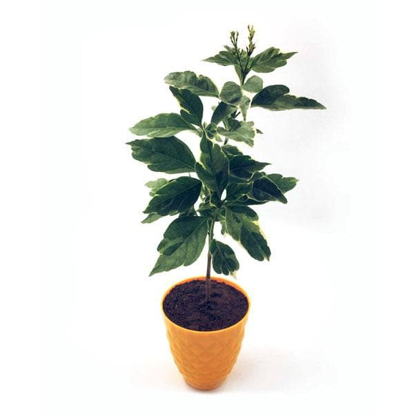 Eranthemum albomarginatum, Kodia (White and Green) - Plant