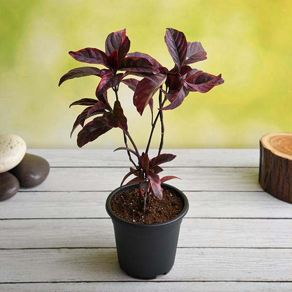 Eranthemum Nigrum, Black Kodia - Plant