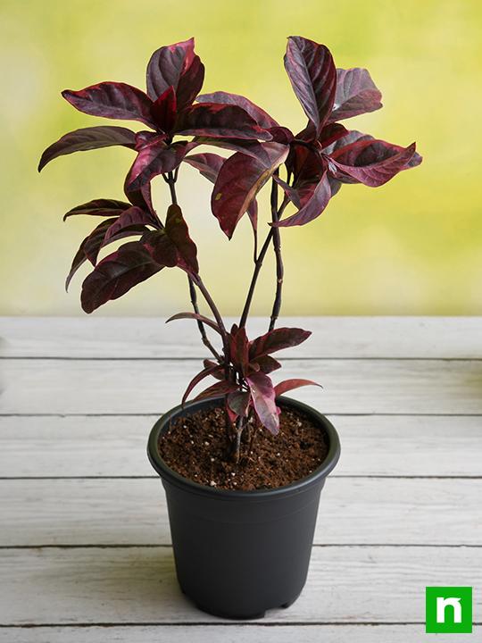 Eranthemum Nigrum, Black Kodia - Plant - Image 2