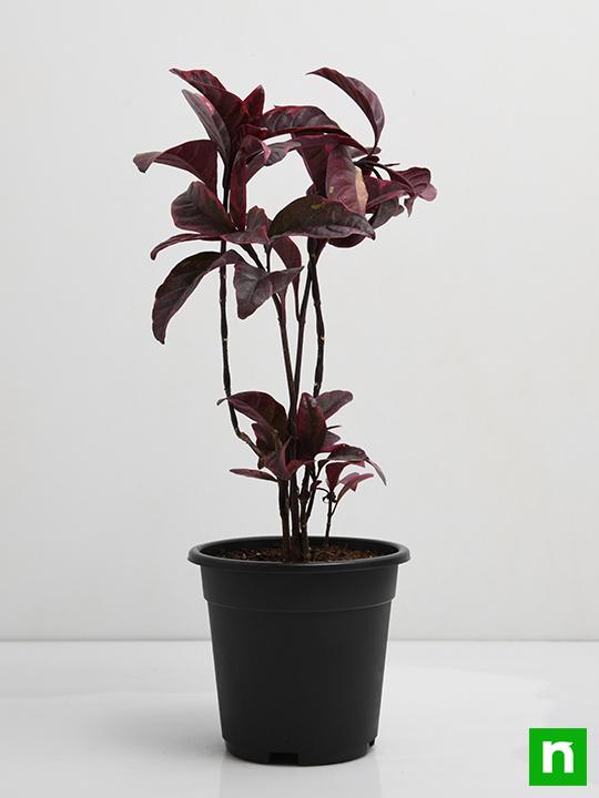 Eranthemum Nigrum, Black Kodia - Plant - Image 3