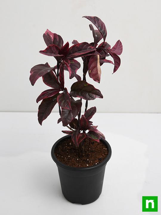 Eranthemum Nigrum, Black Kodia - Plant - Image 4