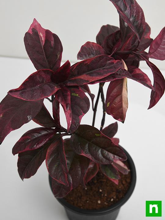Eranthemum Nigrum, Black Kodia - Plant - Image 5