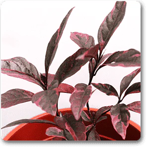 Eranthemum Purpureum, Kodia Purple Leaves - Plant