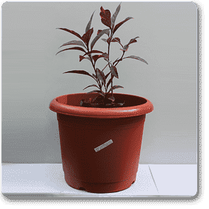 Eranthemum Purpureum, Kodia Purple Leaves - Plant - Image 2