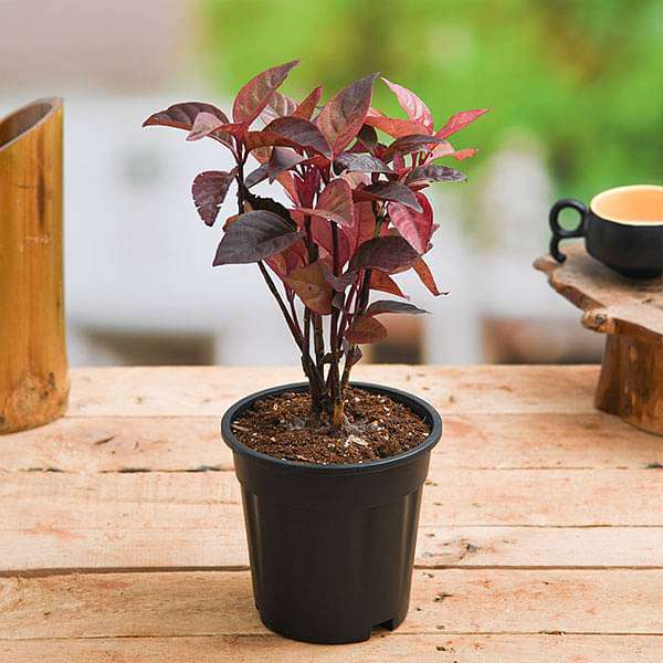 Eranthemum Red - Plant