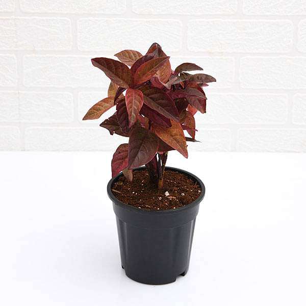 Eranthemum Red - Plant - Image 2