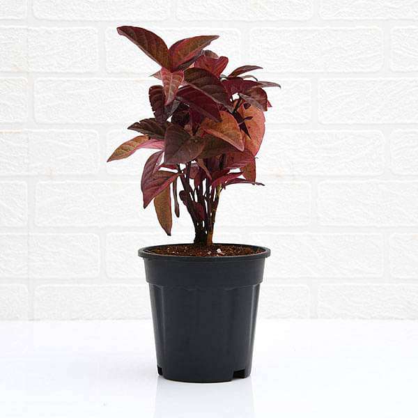 Eranthemum Red - Plant - Image 3