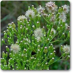 Erigeron canadensis - Plant