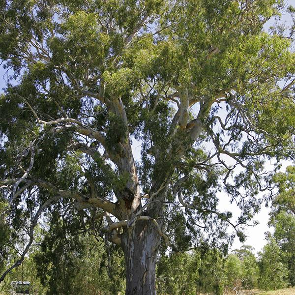 Eucalyptus Camaldulensis, River Red Gum - 0.5 kg Seeds - Image 2