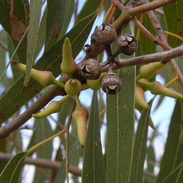Eucalyptus Hybrid - 0.5 kg Seeds - Image 2
