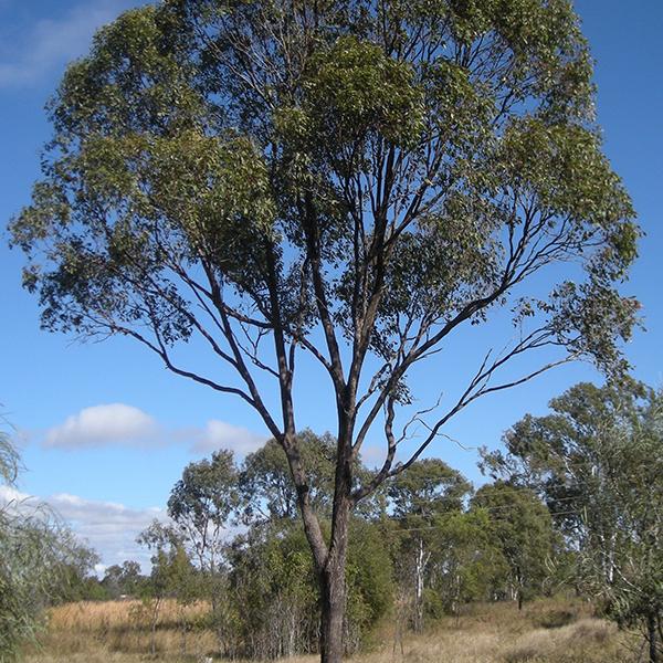 Eucalyptus Hybrid - 0.5 kg Seeds - Image 3