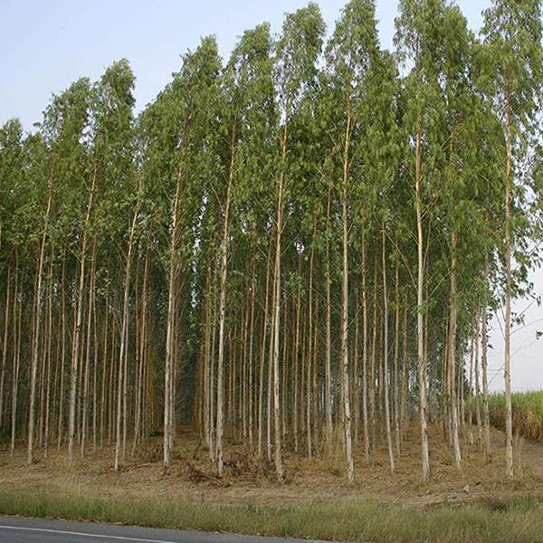 Eucalyptus Pellita, Red Maghogany- 0.5 kg Seeds - Image 2