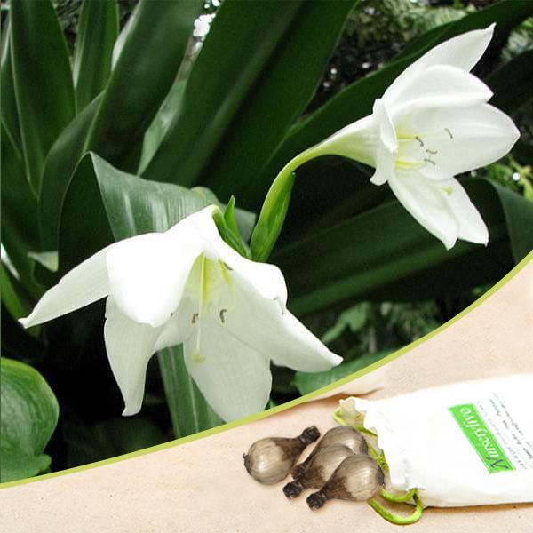 Eucharis Grandiflora Lily (White) - Bulbs (set of 10)