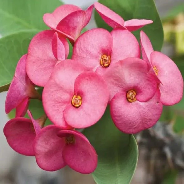 Euphorbia (Any Color) - Succulent Plant