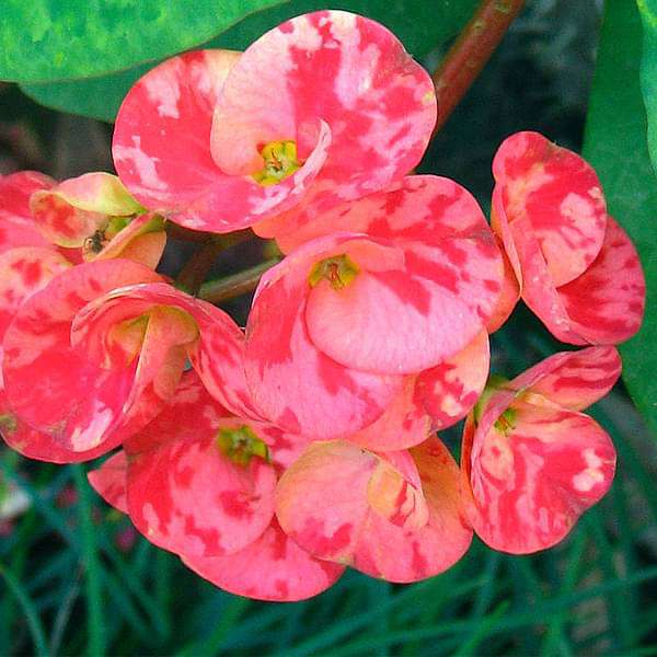Euphorbia (Any Color) - Succulent Plant - Image 2