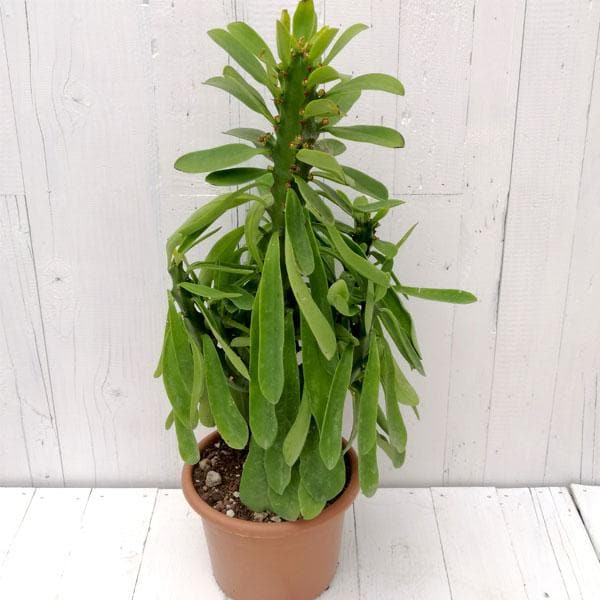 Milkbush, Euphorbia neriifolia - Succulent Plant