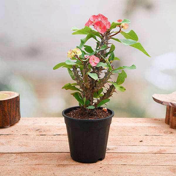 Euphorbia (Peach) - Succulent Plant - Image 2
