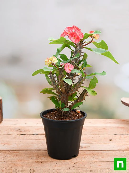 Euphorbia (Peach) - Succulent Plant - Image 3