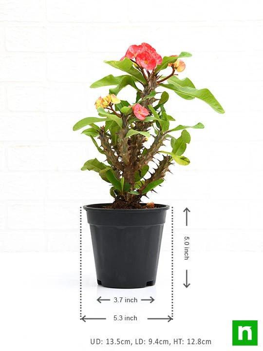 Euphorbia (Peach) - Succulent Plant - Image 4