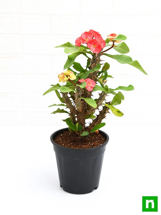 Euphorbia (Peach) - Succulent Plant - Image 5