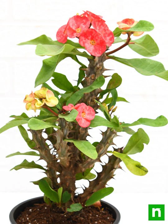 Euphorbia (Peach) - Succulent Plant - Image 6
