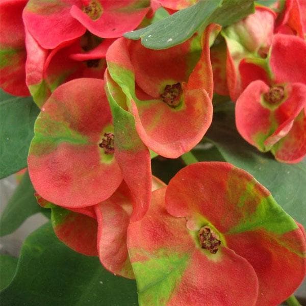 Euphorbia (Pink - Green) - Succulent Plant