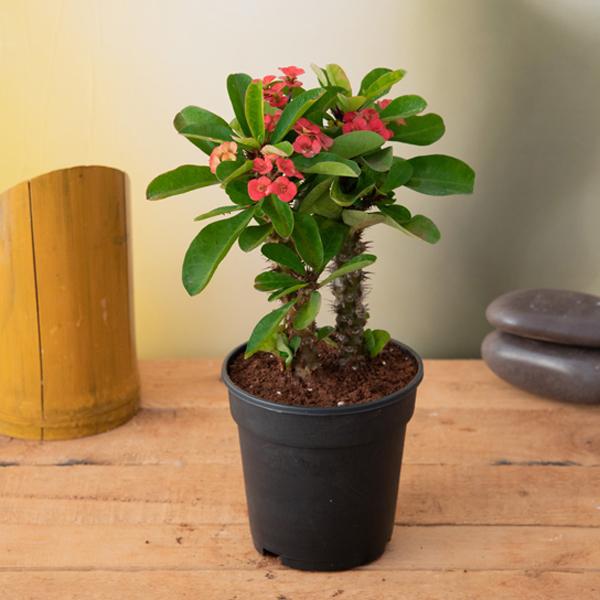 Euphorbia (Red) - Succulent Plant - Image 2