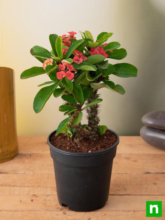 Euphorbia (Red) - Succulent Plant - Image 3
