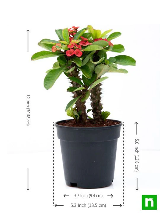 Euphorbia (Red) - Succulent Plant - Image 4