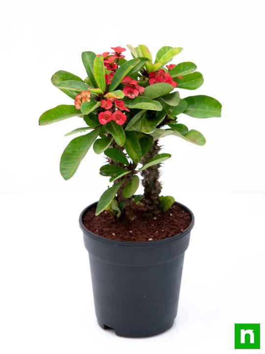 Euphorbia (Red) - Succulent Plant - Image 5
