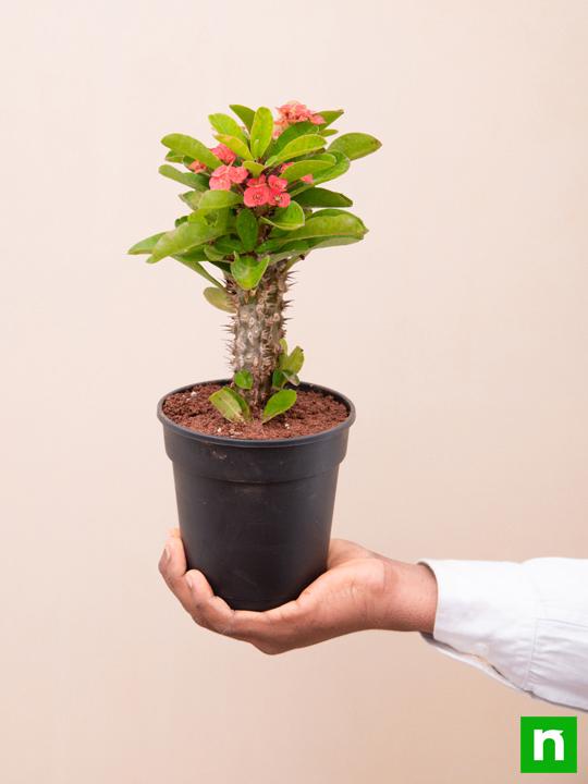 Euphorbia (Red) - Succulent Plant - Image 7