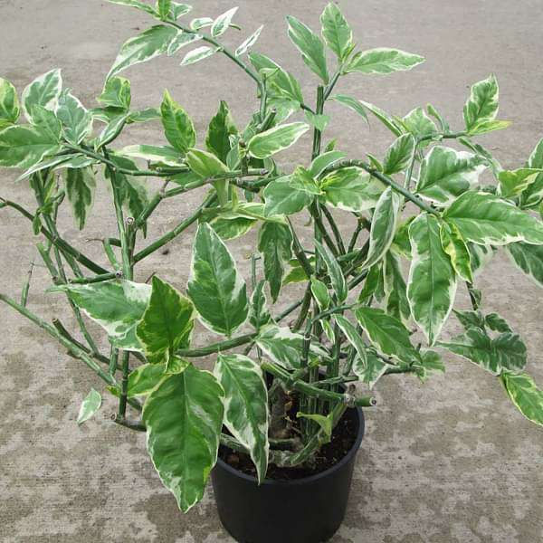 Pedilanthus, Euphorbia tithymaloides (Variegated) - Succulent Plant