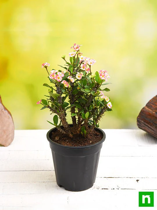 Euphorbia (White - Pink) - Succulent Plant - Image 2