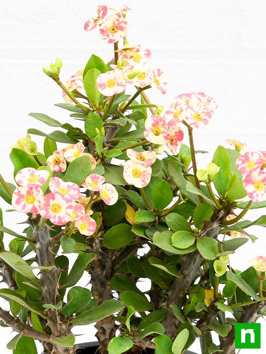 Euphorbia (White - Pink) - Succulent Plant - Image 5