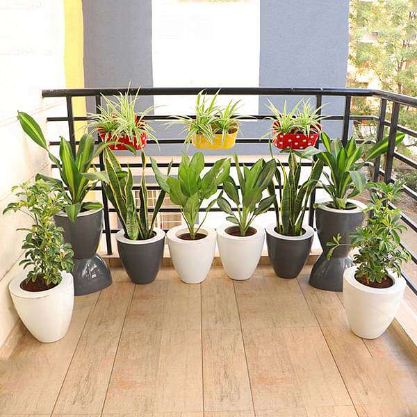 Evergreen Foliage Plants for Easy Balcony Gardening - Image 2