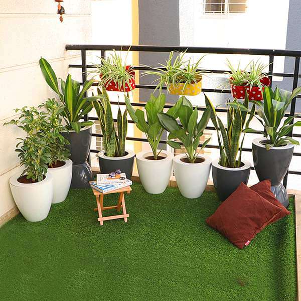 Evergreen Foliage Plants for Easy Balcony Gardening - Image 3