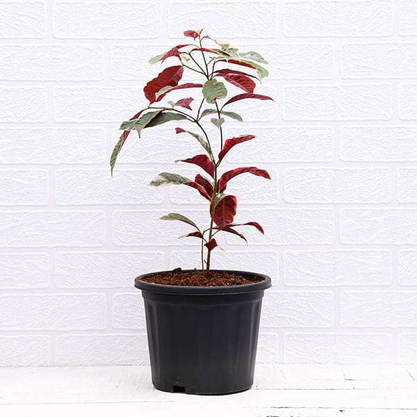Excoecaria Bicolor Variegated, Chinese Croton - Plant - Image 2