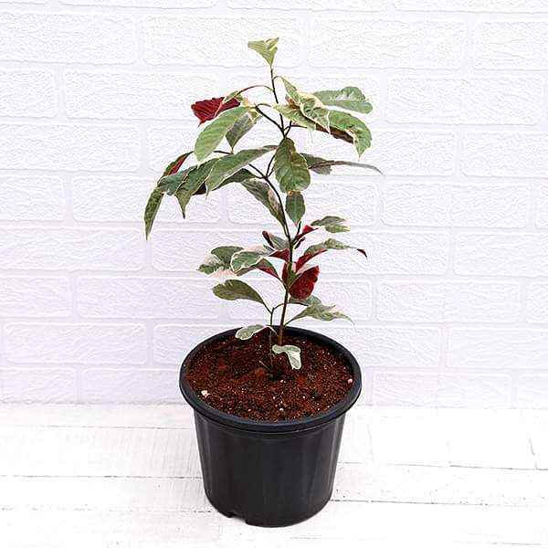 Excoecaria Bicolor Variegated, Chinese Croton - Plant - Image 3