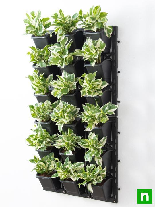 Exhibit Variegated Foliage Beauty with Indoor Vertical Garden - Image 2