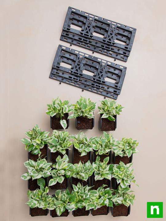 Exhibit Variegated Foliage Beauty with Indoor Vertical Garden - Image 4