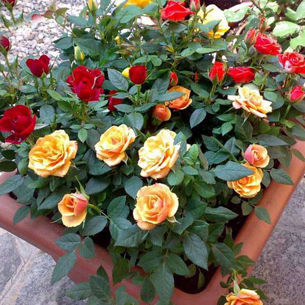 Exotic 12 Roses Garden Pack - Image 2