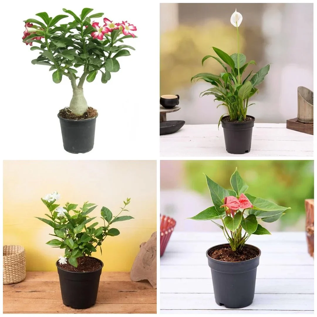 Express Love with these 5 plants - Image 2