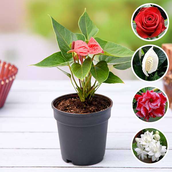 Express Love with these 5 plants - Image 4