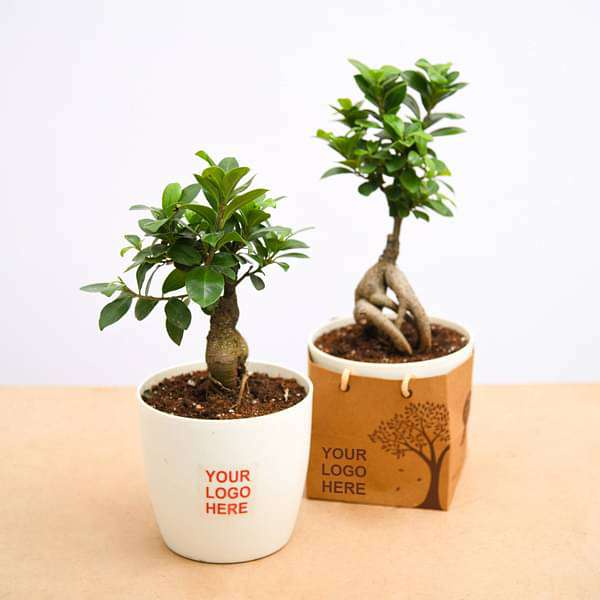 Fabulous Ficus Bonsai - Corporate Gift (set of 30) - Image 2