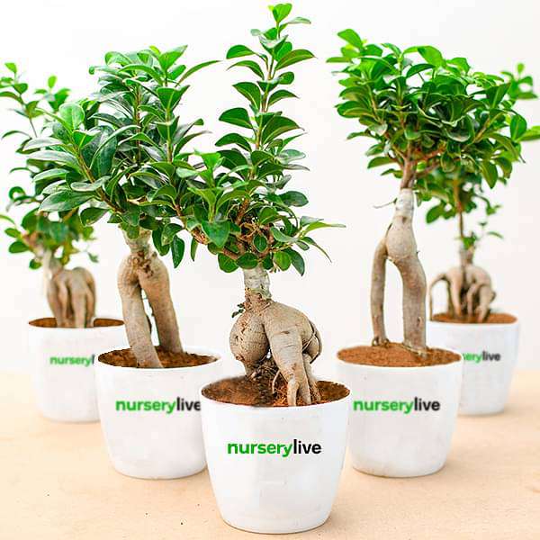 Fabulous Ficus Bonsai - Corporate Gift (set of 30) - Image 3